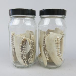 Jars of jaws x 2