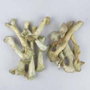 Sheep bones x 12