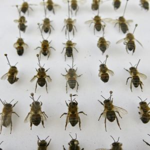 Honey bees