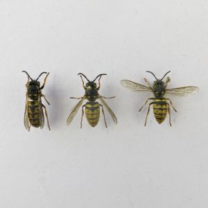 Wasps