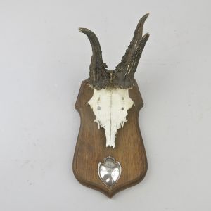 Roe deer skull & antlers, silver plaque