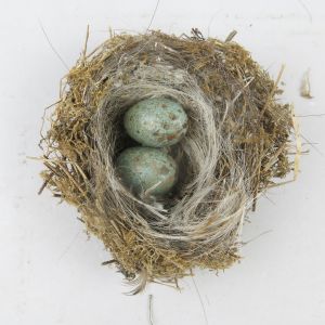 Nest 6