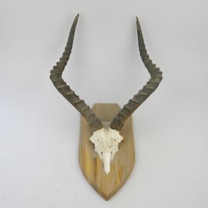 Impala horns 2