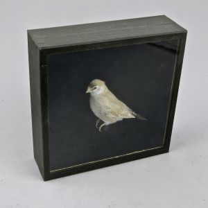 Cased finch