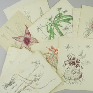 Botanical prints