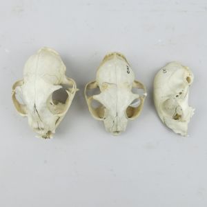 Domestic Cat skulls 2, 3 & 4