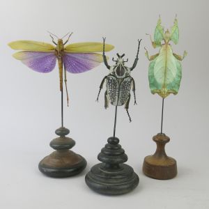 Insects/beetle on stands x 3