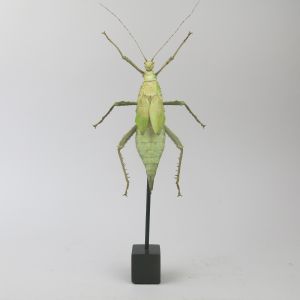 Jungle Nymph mounted on stand