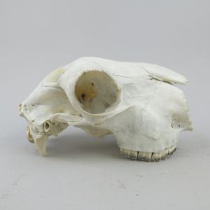 Sheep skull 10