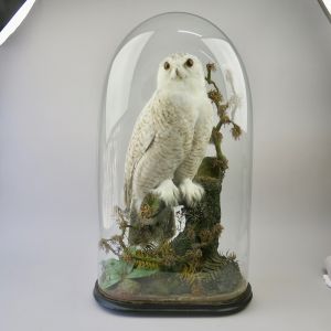 Snowy Owl under oval glass dome