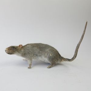 Rat 3