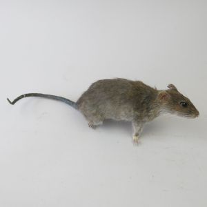 Rat 4