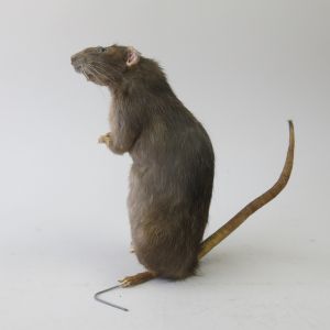 Rat 5