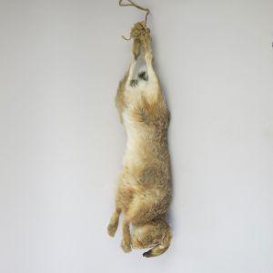 Hare 'as dead' 2