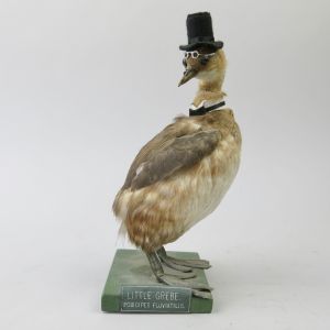Gentleman grebe