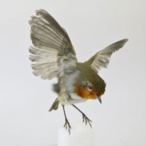 Robin in flight (no.3)