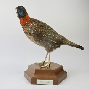Tragopan