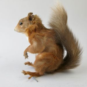 Red squirrel 1