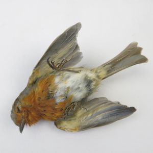 Robin 'as dead' no.1