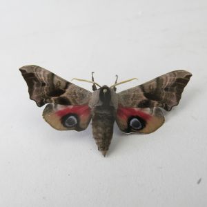 Moth ref.3