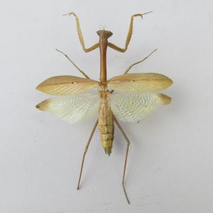 Praying mantis no.1