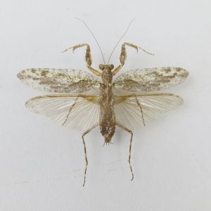 Praying mantis no.2