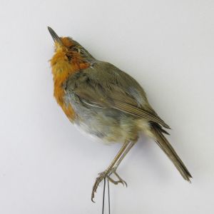 Robin (no.5)