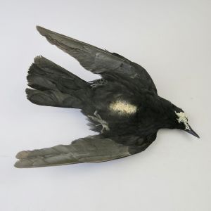 Crow 'as dead'