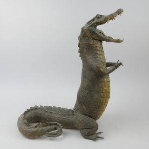 Alligator standing, no.1