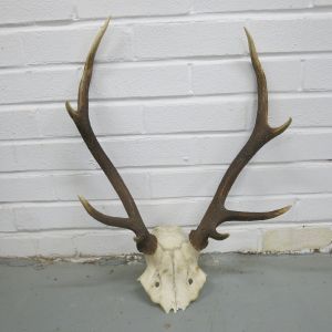 Antlers (no.10)