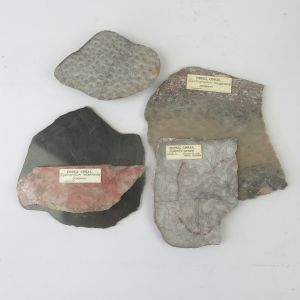 Polished coral fossils