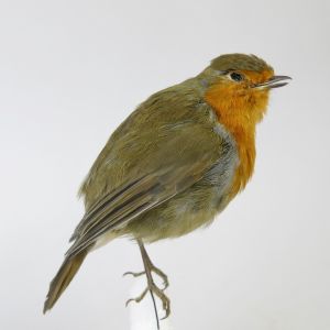 Robin (no.6)