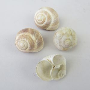 Snail shells 3