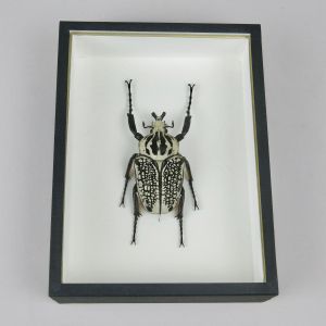 Goliath beetle (black case)