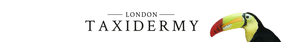 London Taxidermy Logo